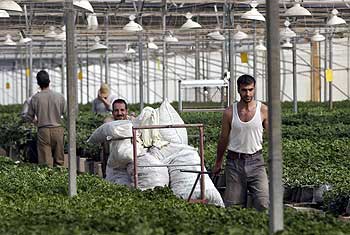 Palestinian men work at the greenhouse in the Netzer Hazani settlement at Gush Katif