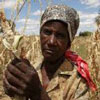 African agriculture and globalization